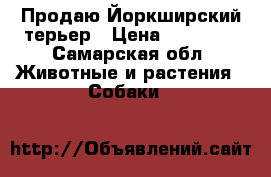 Продаю Йоркширский терьер › Цена ­ 25 000 - Самарская обл. Животные и растения » Собаки   